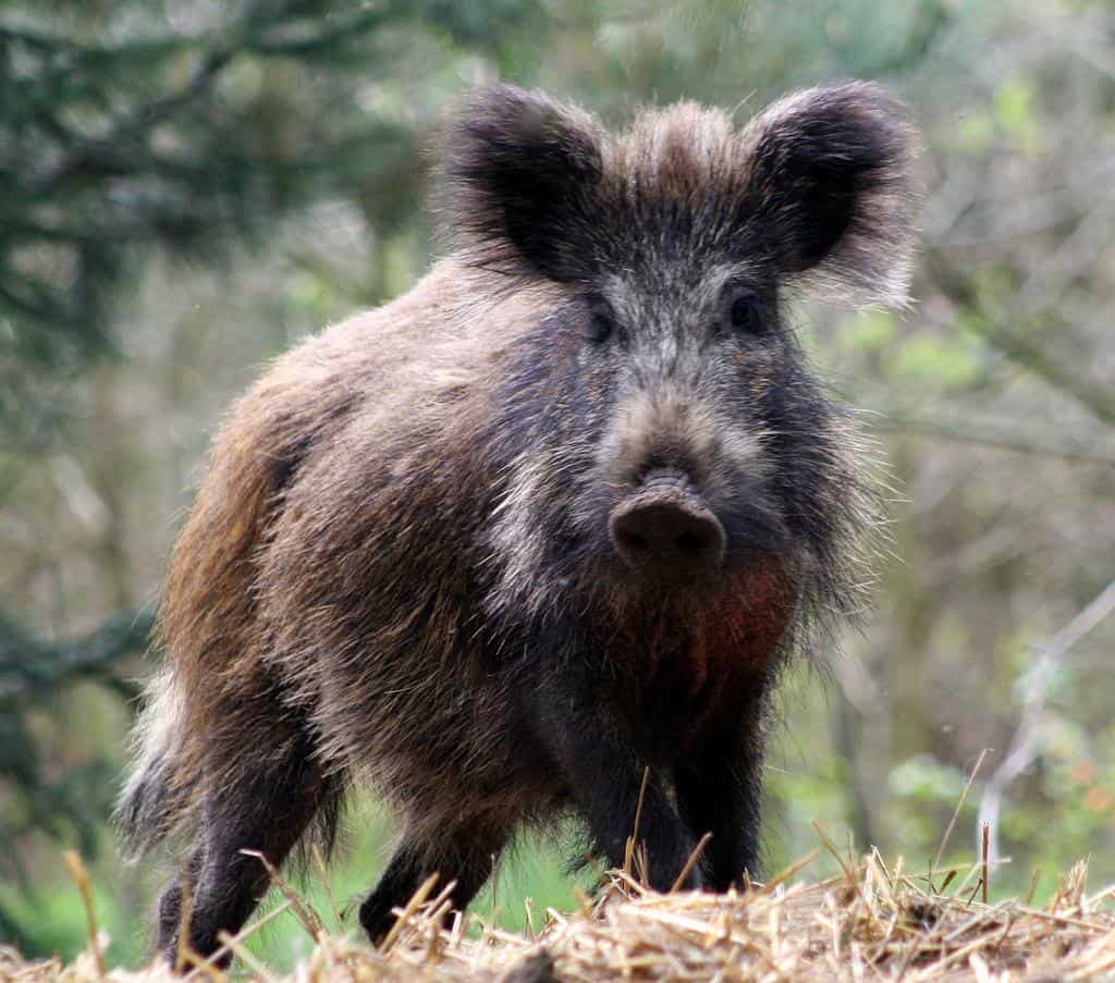 a-z-animals.com